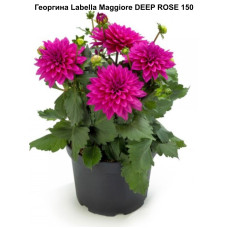 Георгин Labella Maggiore DEEP ROSE 150