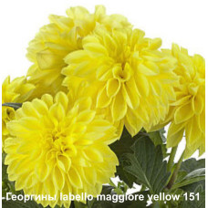 Георгин labello maggiore yellow 151