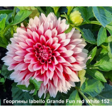 Георгин labello Grande Fun red White 152