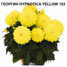 ГЕОРГИН HYPNOTICA YELLOW 153