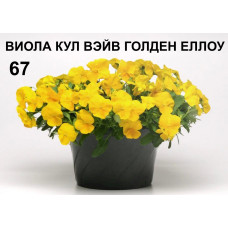 ВИОЛА КУЛ ВЭЙВ ГОЛДЕН ЕЛЛОУ 67