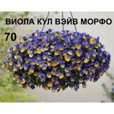 ВИОЛА АМПЕЛЬНАЯ КУЛ ВЭЙВ МОРФО 70