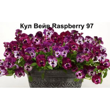 Виола ампельная Кул Вейв Raspberry 97