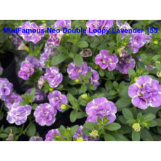 Калибрахоа MiniFamous Neo Double Loopy Lavender 155