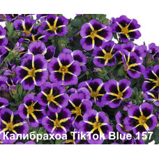 Калибрахоа TikTok Blue 157