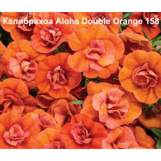 Калибрахоа Aloha Double Orange 158