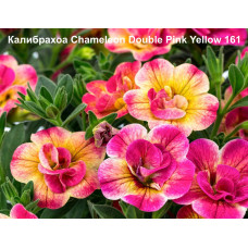 Калибрахоа Chameleon Double Pink Yellow 161