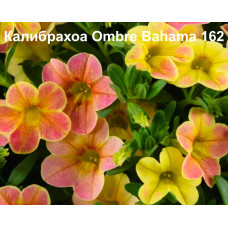 Калибрахоа Ombre Bahama 162