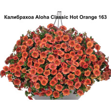 Калибрахоа Aloha Classic Hot Orange 163