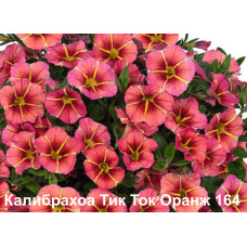 Калибрахоа Тик Ток Оранж 164
