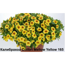 Калибрахоа Colibri Mellow Yellow 165
