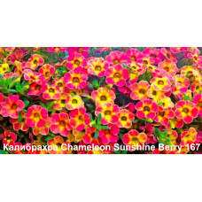 Калибрахоа Chameleon Sunshine Berry 167