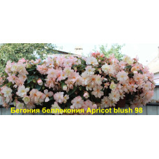 Бегония беллекония Apricot blush 98