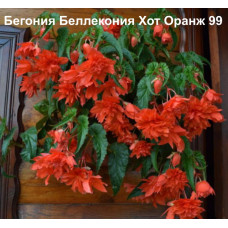 Бегония Беллекония Хот Оранж 99
