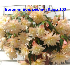 Бегония Беллекония Крем 100