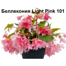 Беллекония Light Pink 101