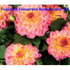Георгина Гипнотика Rose Bicolor 102