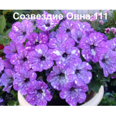 Петуния Созвездие Овна 111