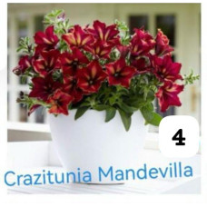 Петуния Petunia Crazytunia 4