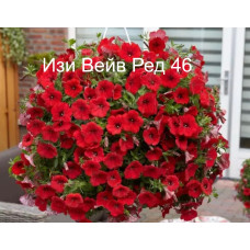 Петуния ампельная Изи Вейв Ред 46