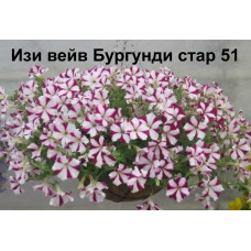Изи вейв Бургунди стар 51