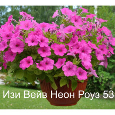 Изи Вейв Неон Роуз 53