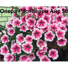 Опера Распберри Айс 56