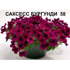 САКСЕСС БУРГУНДИ 58