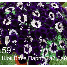 Шок Вэйв Парпл Тай Дай 59