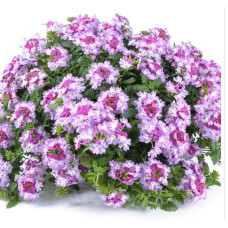 ВЕРБЕНА VANESSA BICOLOR PURPLE 154