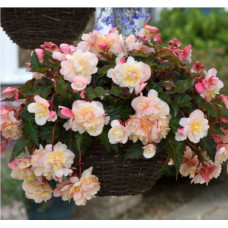 Бегония SWEETSPICE APPLEBLOSSOM 1244