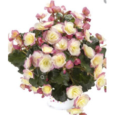 Бегония BK COLLECTION GLORY BICOLOUR 1253