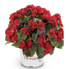 Бегония SOLENIA SCARLET 1225