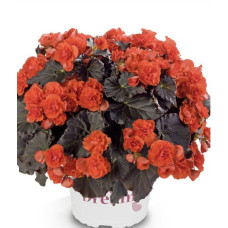 Бегония SOLENIA CHOCOLATE ORANGE 1222