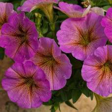 Петуния BEAUTICAL SUNRAY PINK 179