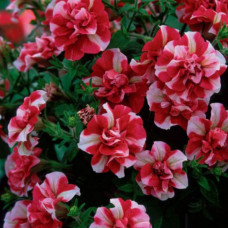 Петуния TUMBELINA CHERRY RIPPLE 3275