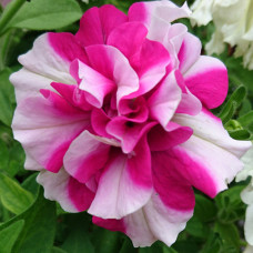 Петуния TUMBELINA ROSY RIPPLE 3278