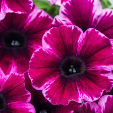 Петуния CRAZYTUNIA ULTRA VIOLET 183