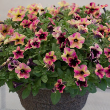 Петуния CRAZYTUNIA BLACKBERRY CHEESE CAKE 32111