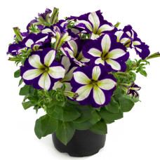 Петуния CRAZYTUNIA LUCKY LILAC 188