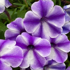 Петуния CRAZYTUNIA BLUE ICE IMPR. 190