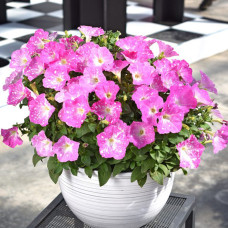 Петуния DISCOBALL PINK 192
