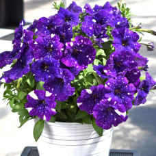 Петуния DISCOBALL VIOLET 193