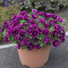 Петуния TUMBELINA COMPACT JULIANNA 32426