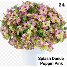 Петуния Splash Dance Poppin' Pink 24