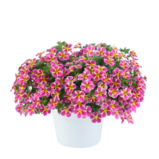Калибрахоа LIA ABSTRACT PINK 209