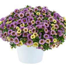 Калибрахоа OMBRE PURPLE 19138