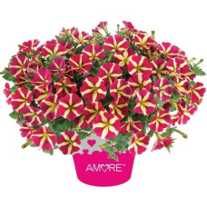 Петуния AMORE QUEEN OF HEARTS 3203
