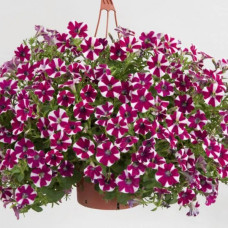 Петуния CASCADIAS BICOLOR CABERNET 32204