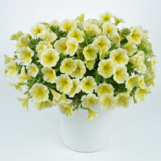 Петуния RAY SUNSHINE IMP 32211